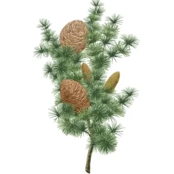 Carrière Frères Parfum D'Ambiance & Diffuseur D'Intérieur|Cèdre - Cedrus Atlantica                Palet Botanique