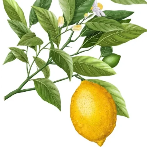 Carrière Frères Bougie Parfumée|Citron de Syracuse - Citrus Syracusis                Bougie Parfumée