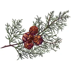 Carrière Frères Bougie Parfumée|Cyprès - Cupressus                Bougie Parfumée