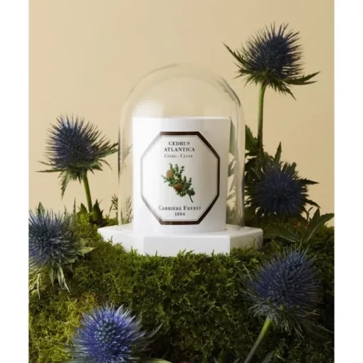 Carrière Frères Accessoires Maison|Le Dome - Socle & Cloche                Coffret Accessoires