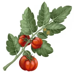 Carrière Frères Bougie Parfumée|Tomate - Lycopersicon Esculentum                Bougie Parfumée