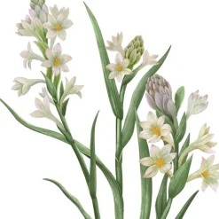 Carrière Frères Bougie Parfumée|Tubéreuse - Polientes Tuberosa                Bougie Parfumée