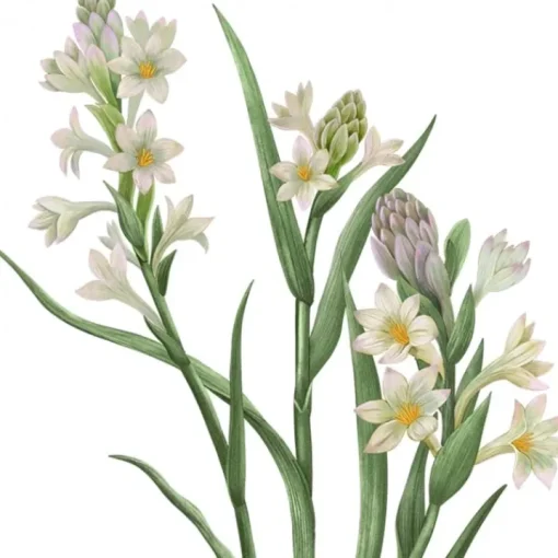 Carrière Frères Bougie Parfumée|Tubéreuse - Polientes Tuberosa                Bougie Parfumée