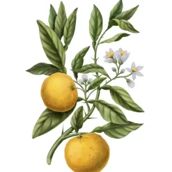 Carrière Frères Bougie Parfumée|Yuzu - Citrus Junos                Bougie Parfumée