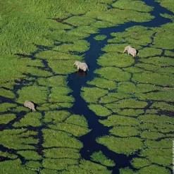 Femme GUERLAIN Parfum Naturel & Eco-Responsable|Eau De Toilette|Aqua Allegoria Mandarine Basilic                Eau de Toilette