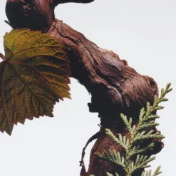 Jo Malone Parfum Mixte|Cypress & Grapevine                Cologne Intense