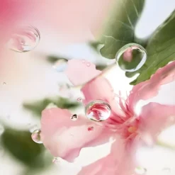 Femme LANCÔME Eau De Toilette|ÔVER THE TOP                Eau de Toilette