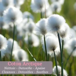 Polaar Eau De Soin & Déodorant|IcePure                Déodorant Minéral au Lichen Arctique
