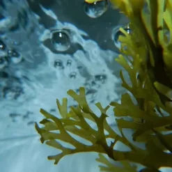 Urban Keratin Soin Conditioner & Masque|Ocean Therapy                Masque aux Algues